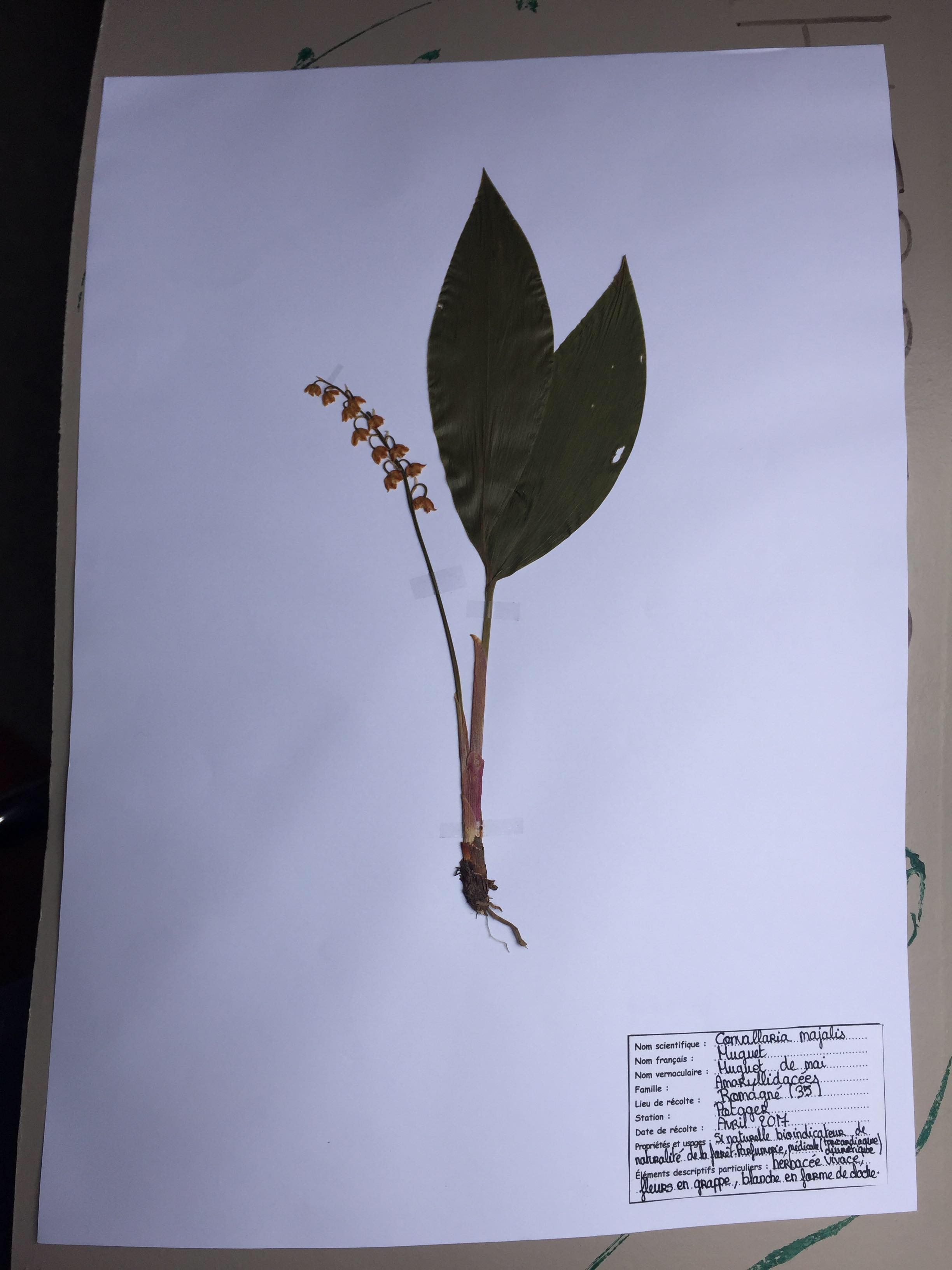 Annexe Muguet-herbier.jpg