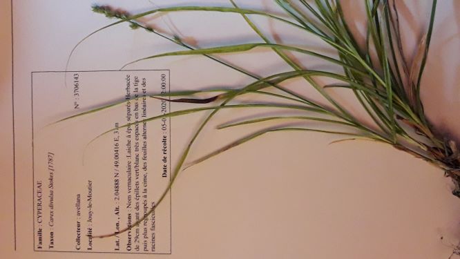 Annexe Carex divulsa.jpg