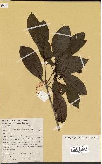 Annexe herbier Tahiti Herbonaute.JPG