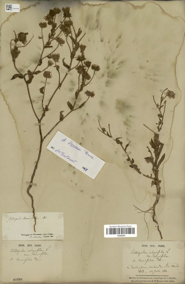 Annexe Andryala tenuifolia.JPG