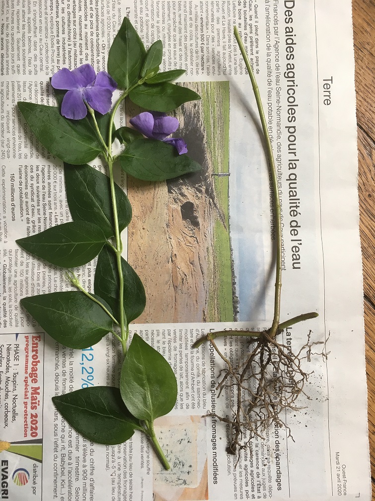 Annexe pervenche.JPG