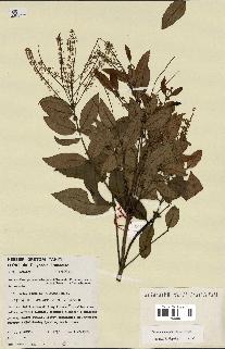 Annexe tile_0_0_0.jpg