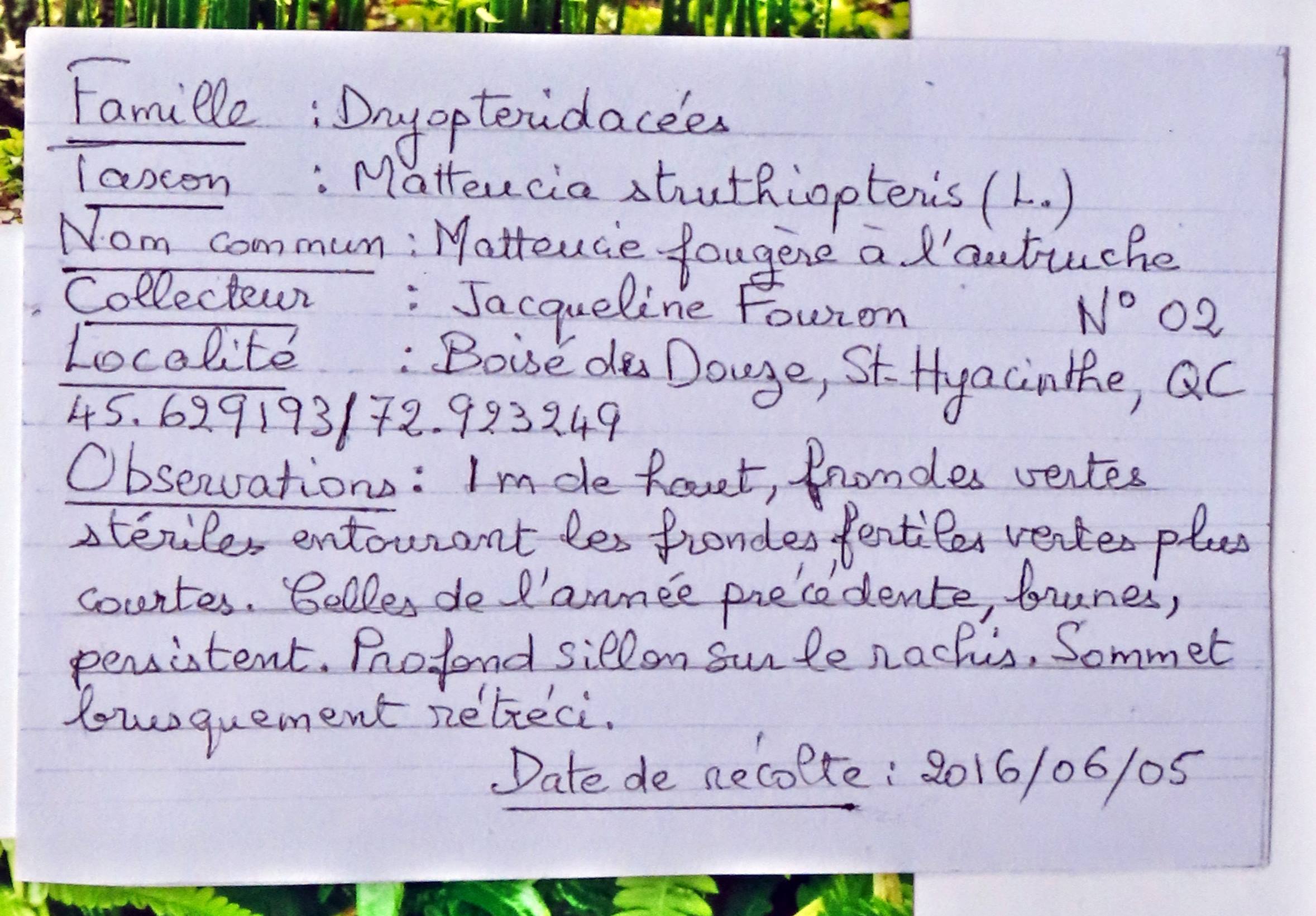 Annexe Fiche Identification FougèreAtruche Boisé12  IMG_9683.JPG