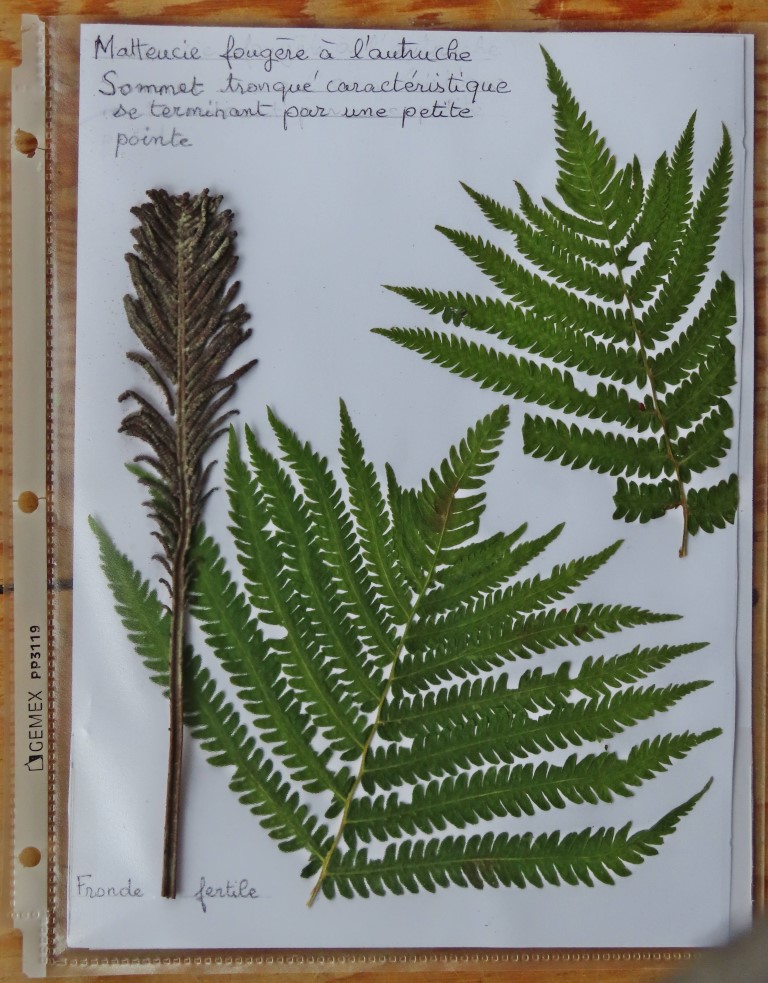 Annexe FougèrelAutruche Boisé12  IMG_9682 (Medium).JPG