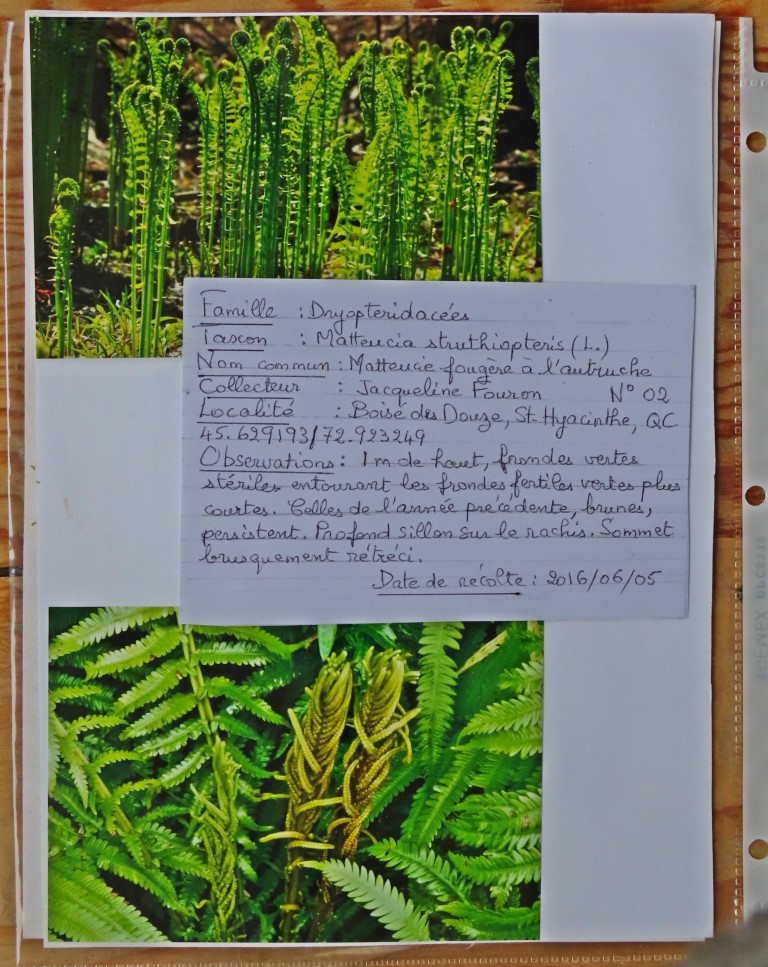 Annexe FougèrelAutruche Boisé12 IMG_9683 (Medium).JPG