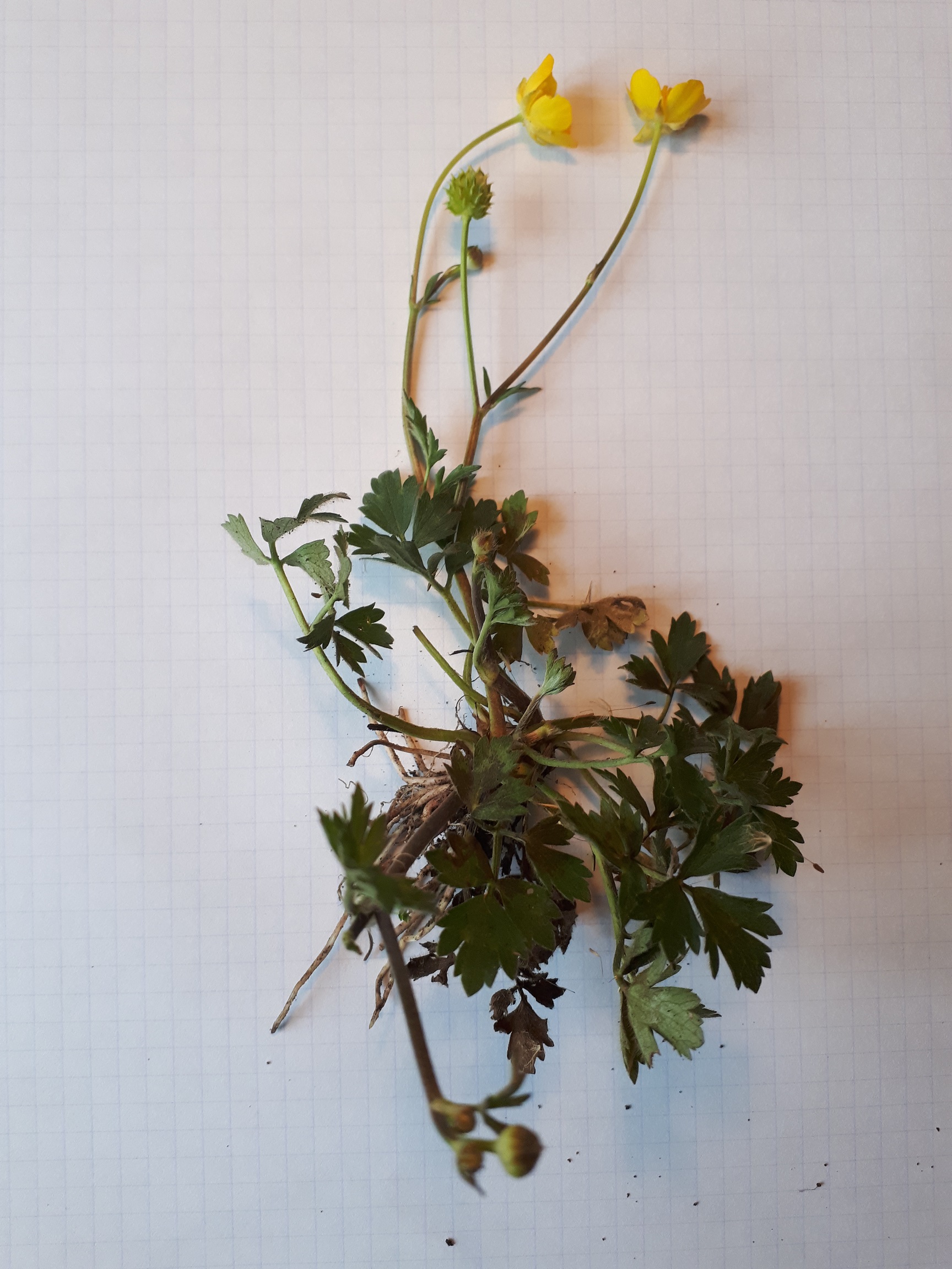 Annexe Ranunculus repens.jpg