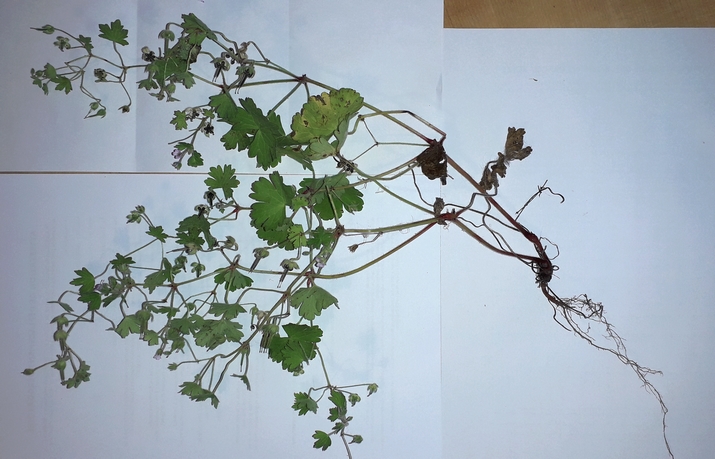 Annexe IMG-générale.jpg