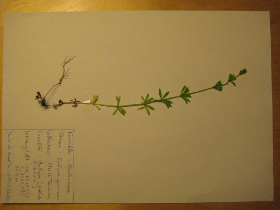 Annexe IMG_8200 - Copie1.JPG