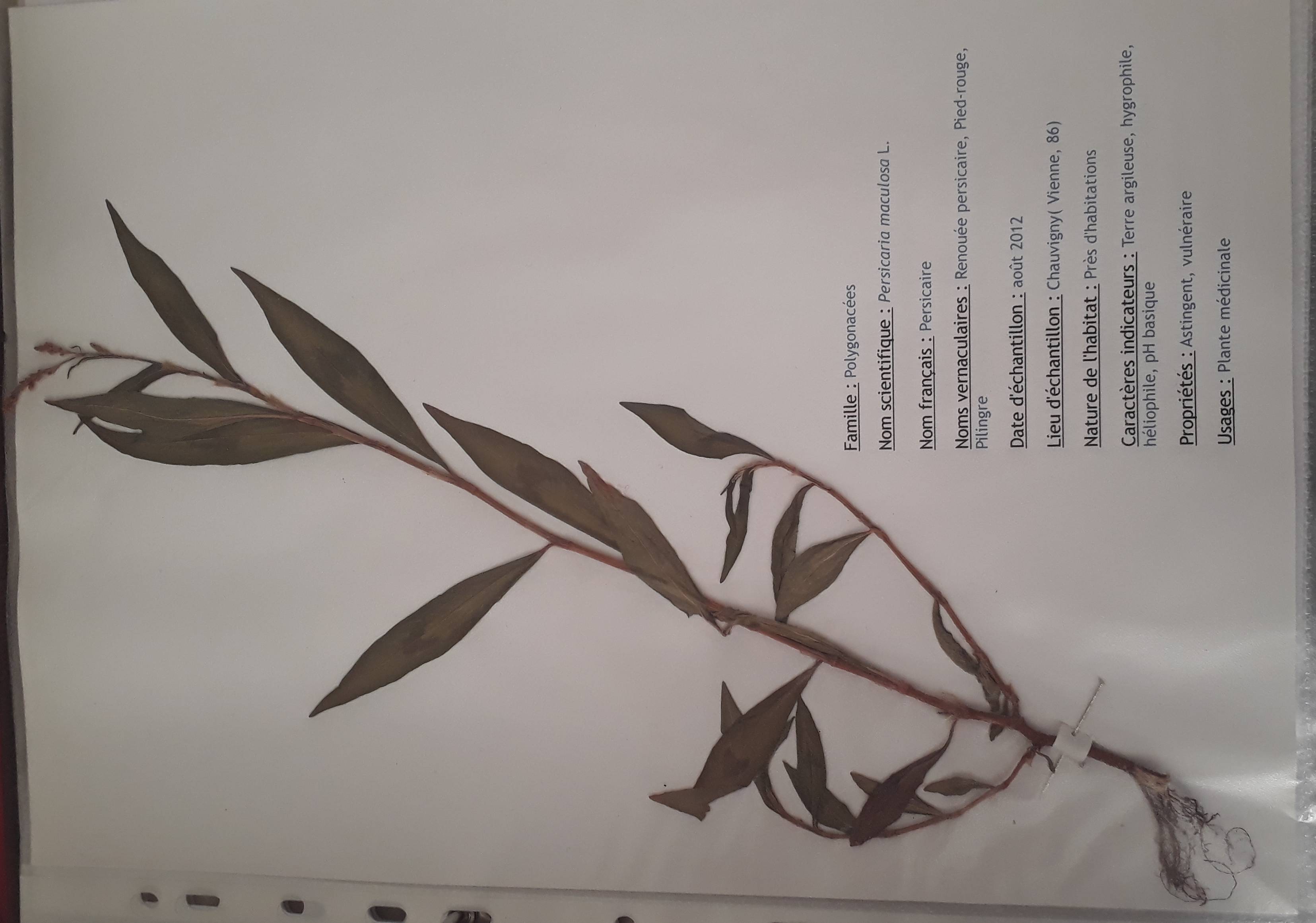 Annexe 20200505_200537.jpg