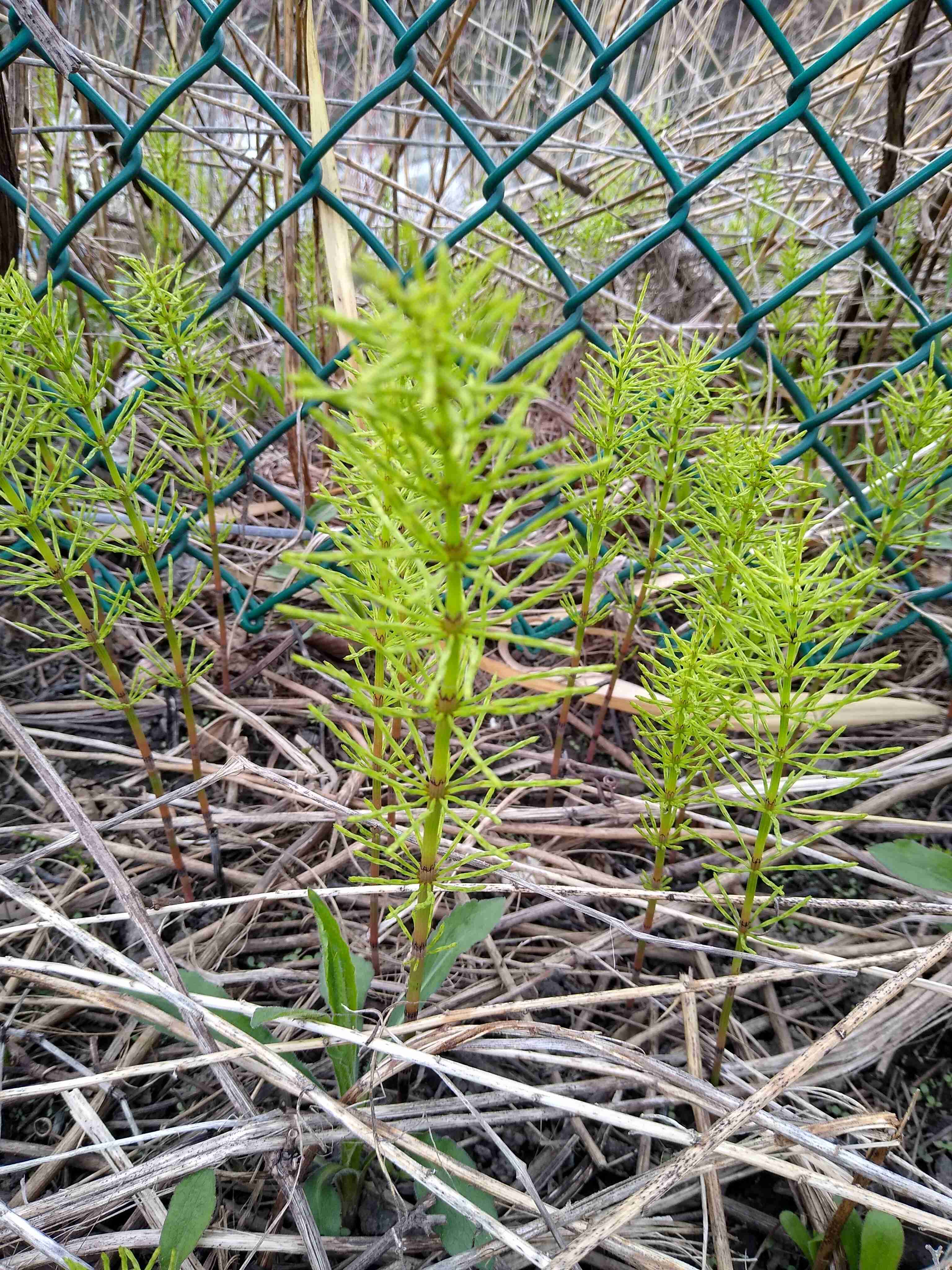 Annexe Plante sauvage du Québec 2 (1).jpg