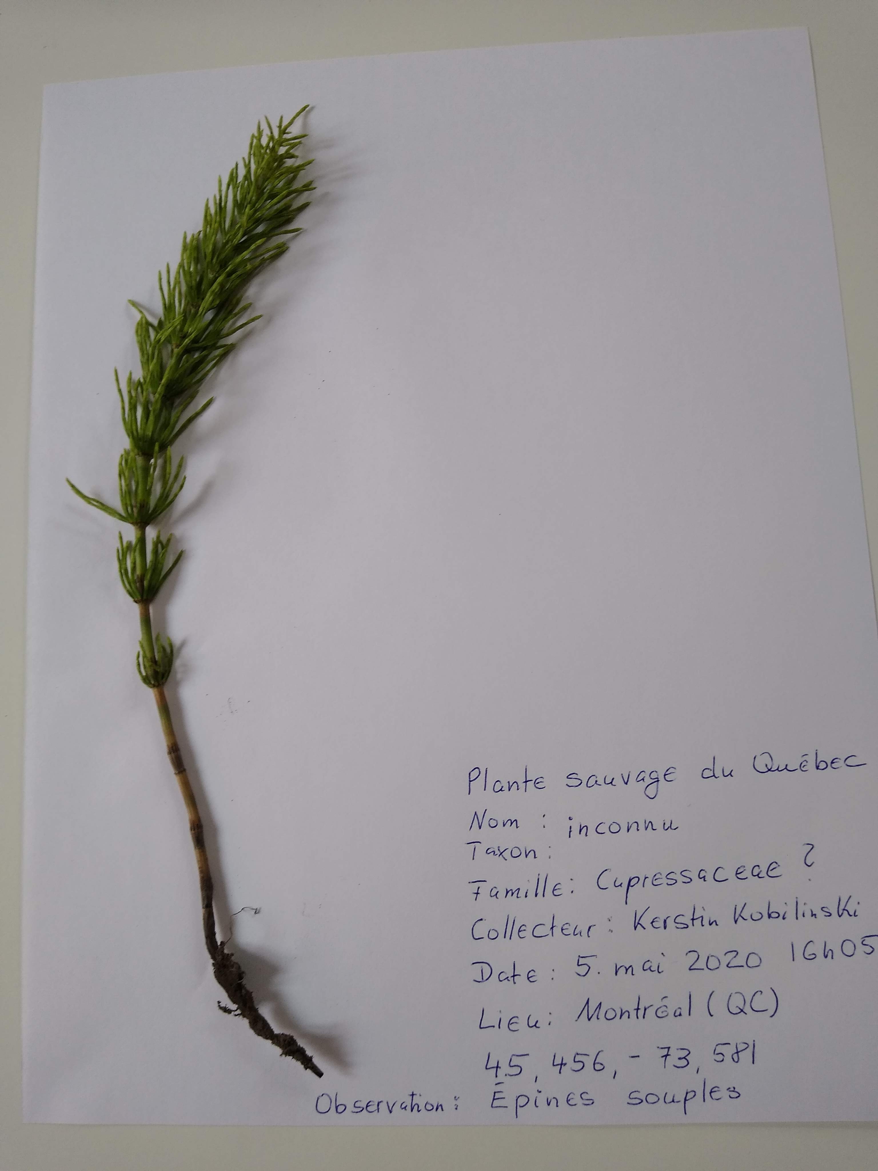 Annexe Plante sauvage du Québec.jpg