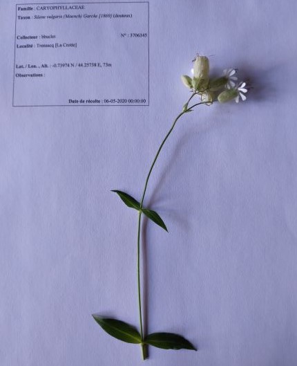 Annexe part dherbier Silène2.jpg