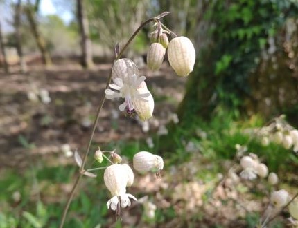 Annexe photo Silène.jpg
