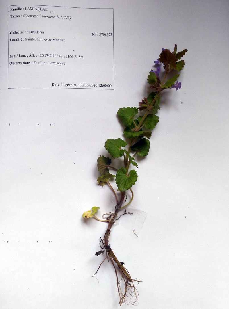 Annexe Etiquette_LierreTerrestre_4.jpg