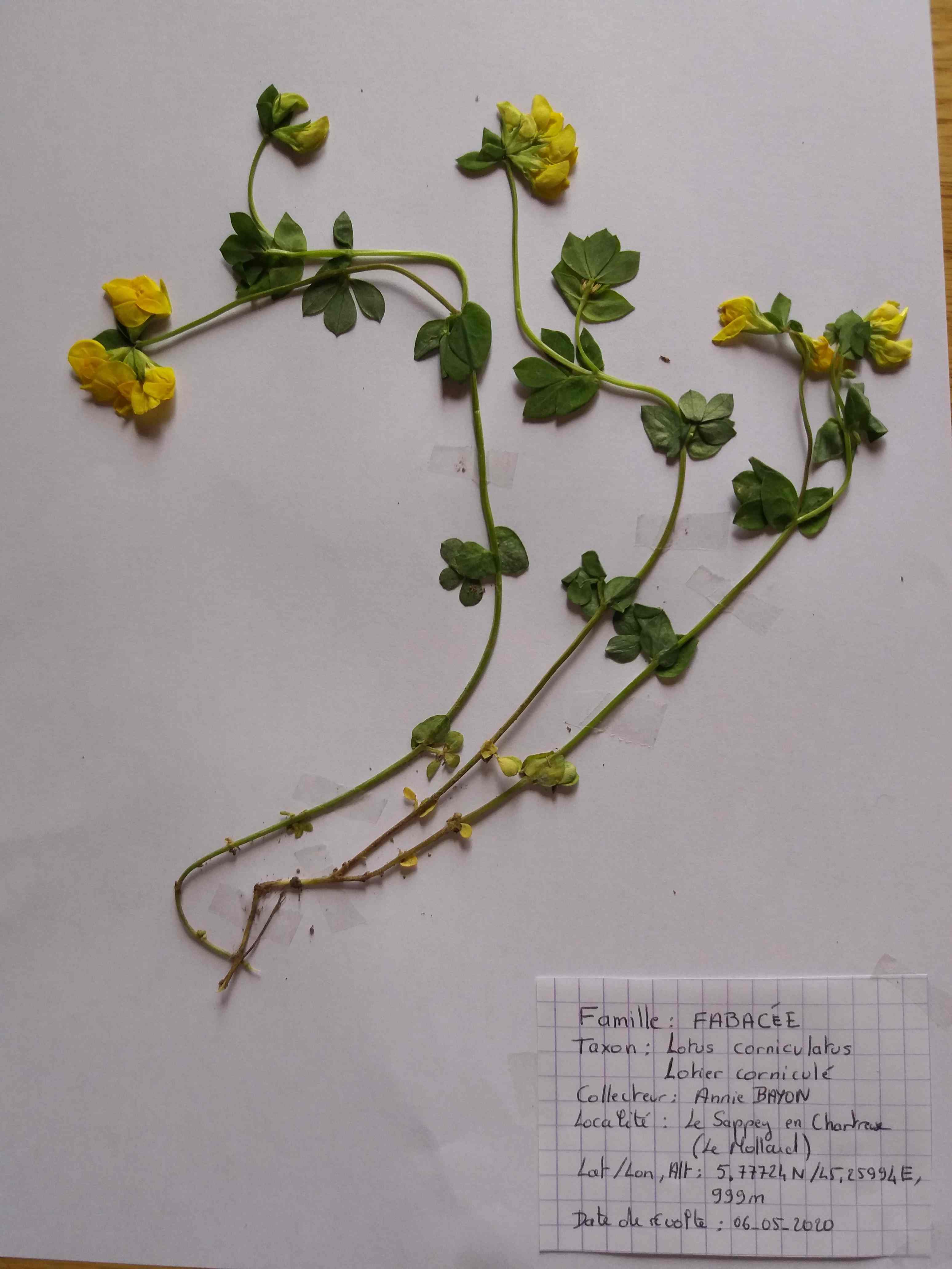 Annexe herbier-min.jpg