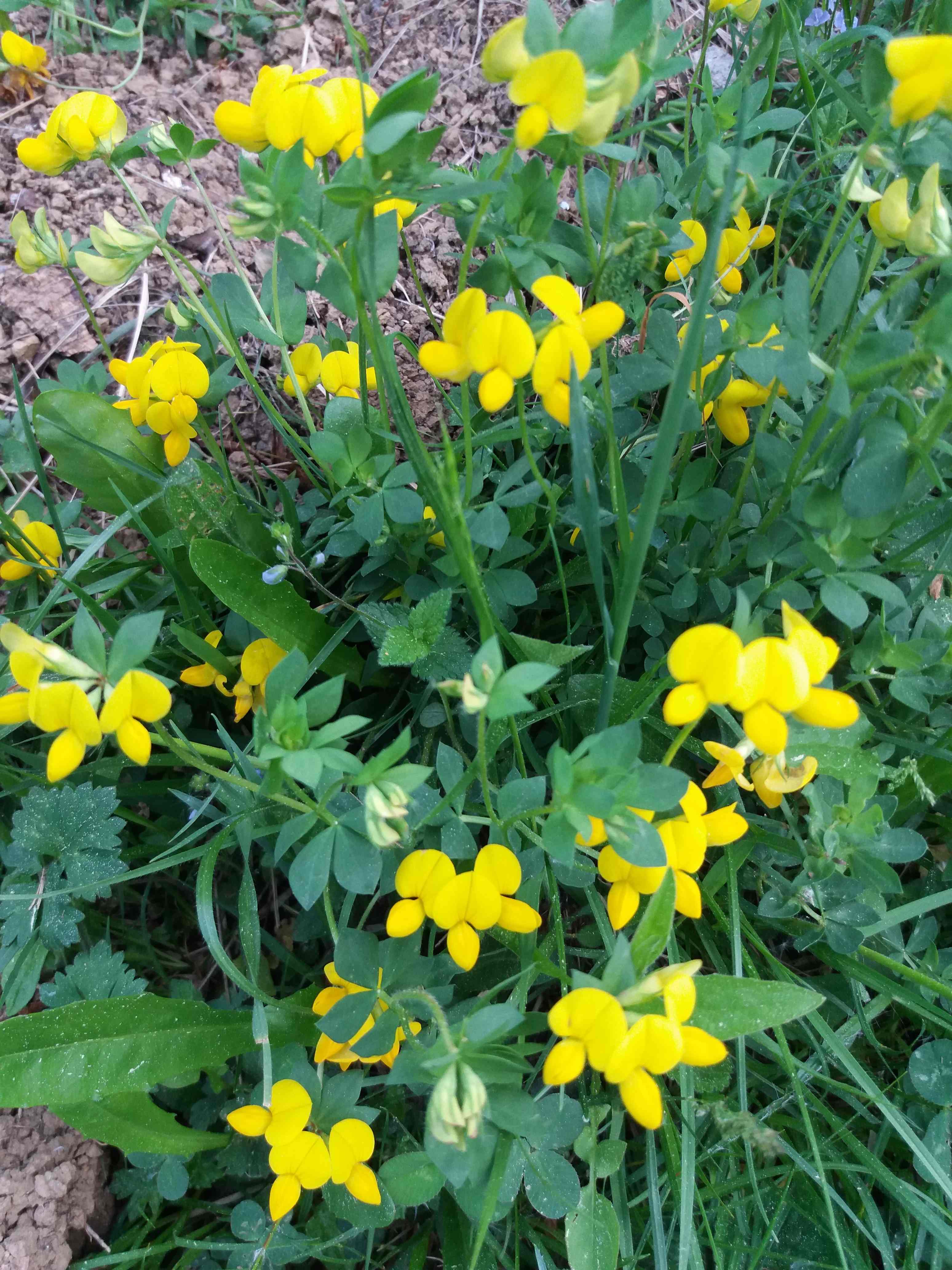 Annexe lotier-min.jpg