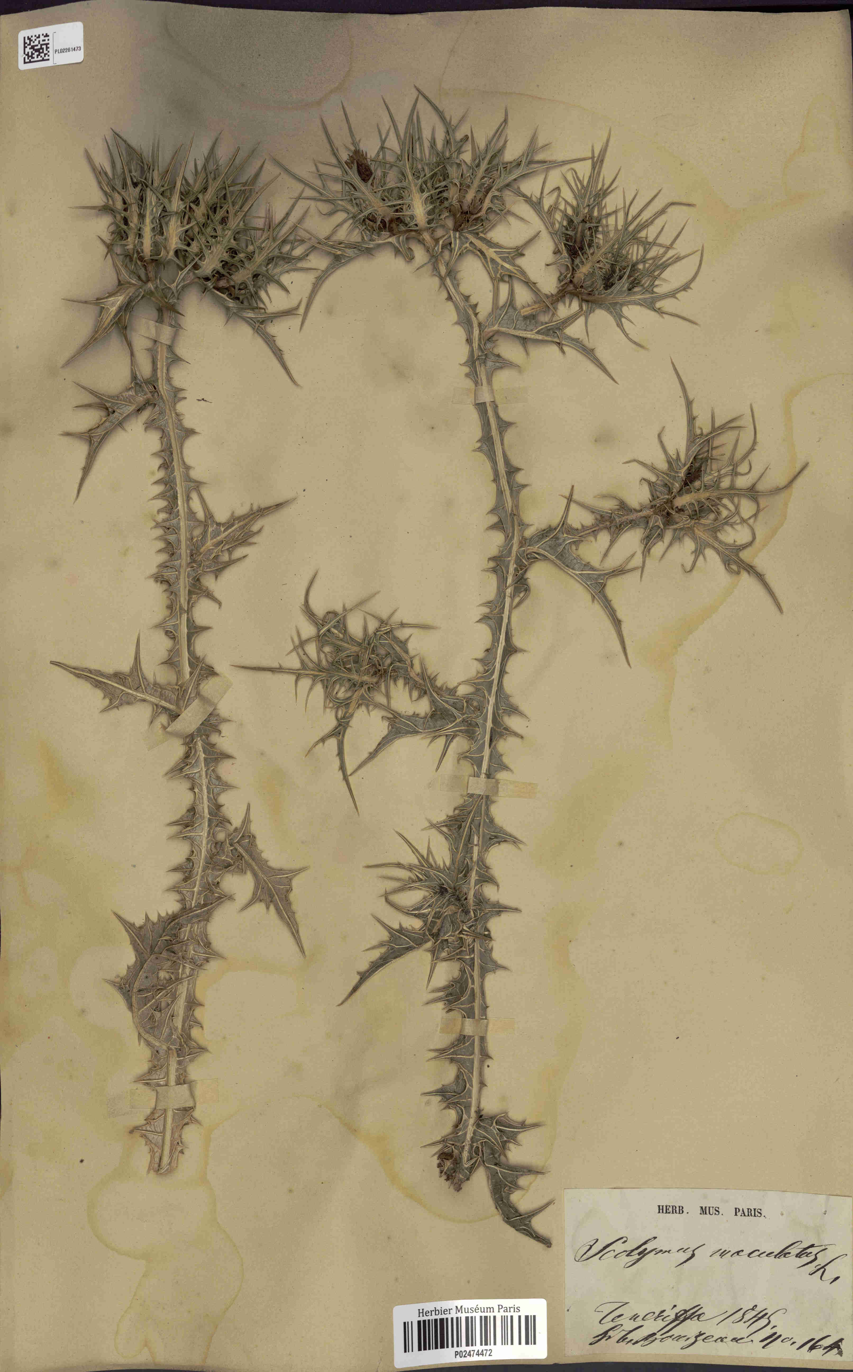 Annexe Scolymus maculatus.jpg