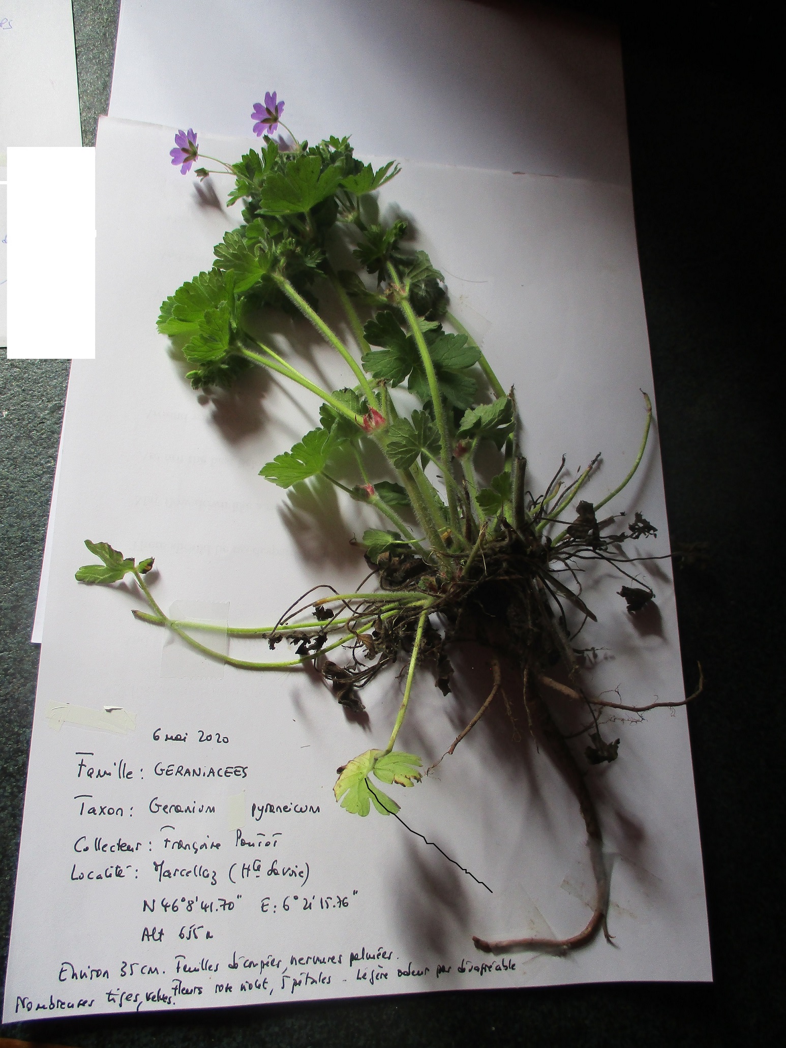 Annexe Geranium pyrenaicum.JPG