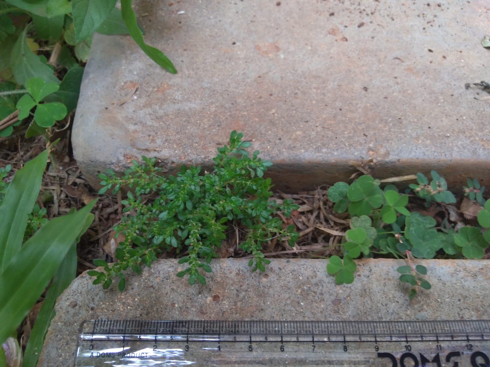 Annexe pilea entier.jpeg