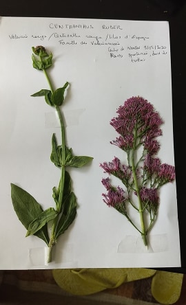 Annexe centranthe rouge.jpg