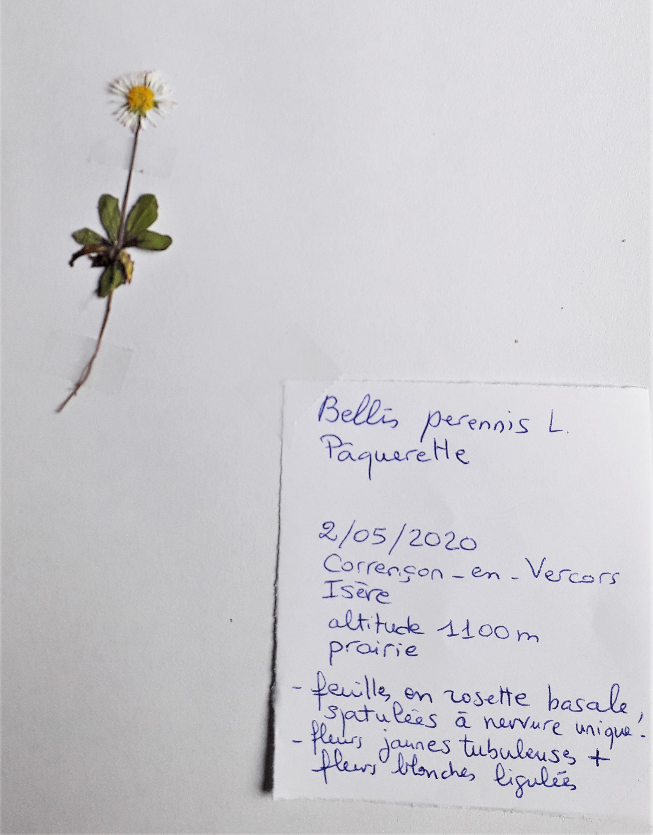Annexe herbier.jpg