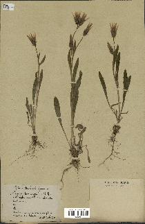 Annexe herbonautes.jpg