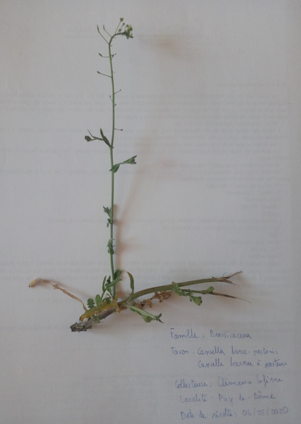 Annexe Capture d’écran 2020-05-06 à 16.46.53.png