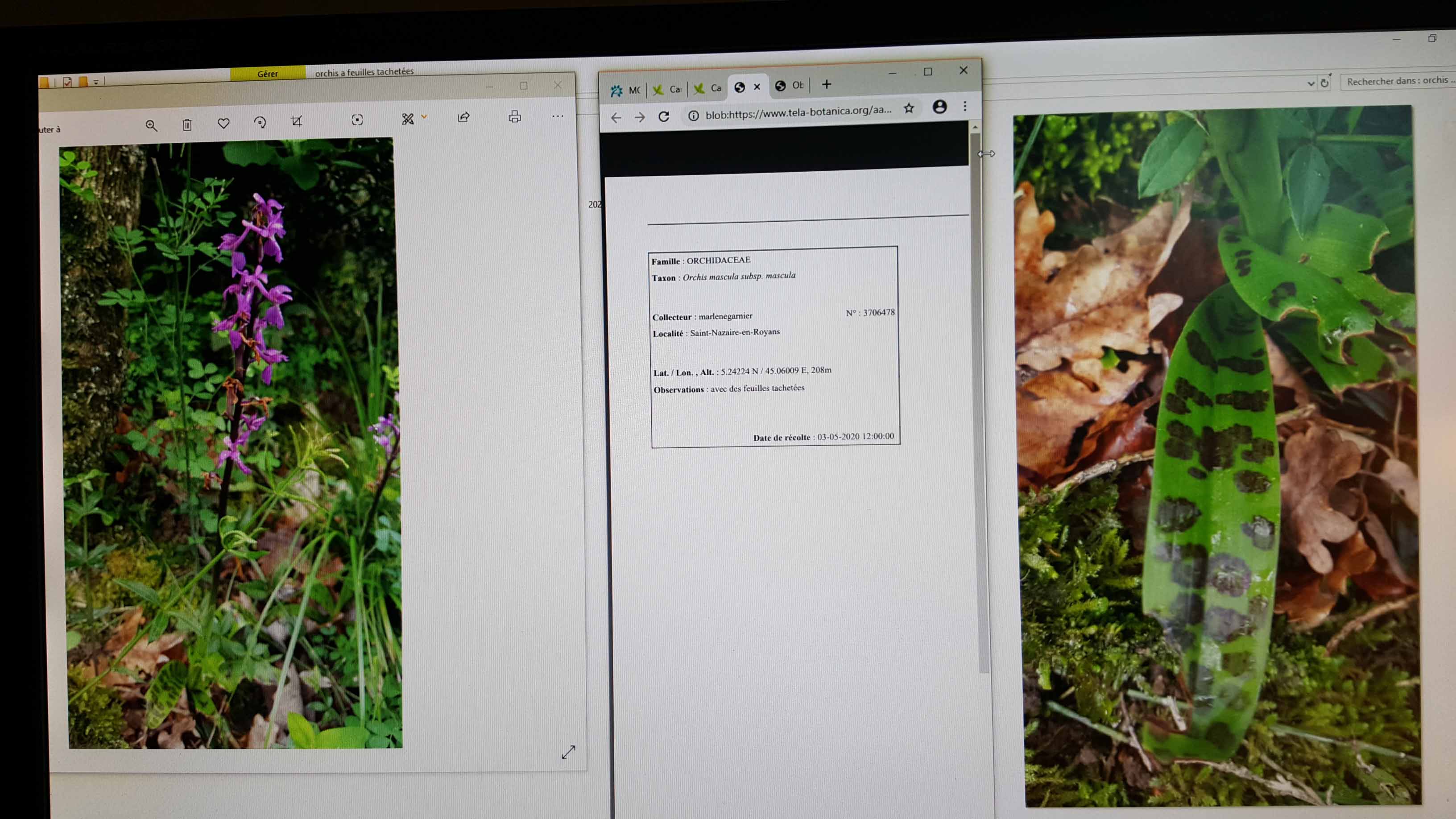 Annexe orchis.jpg