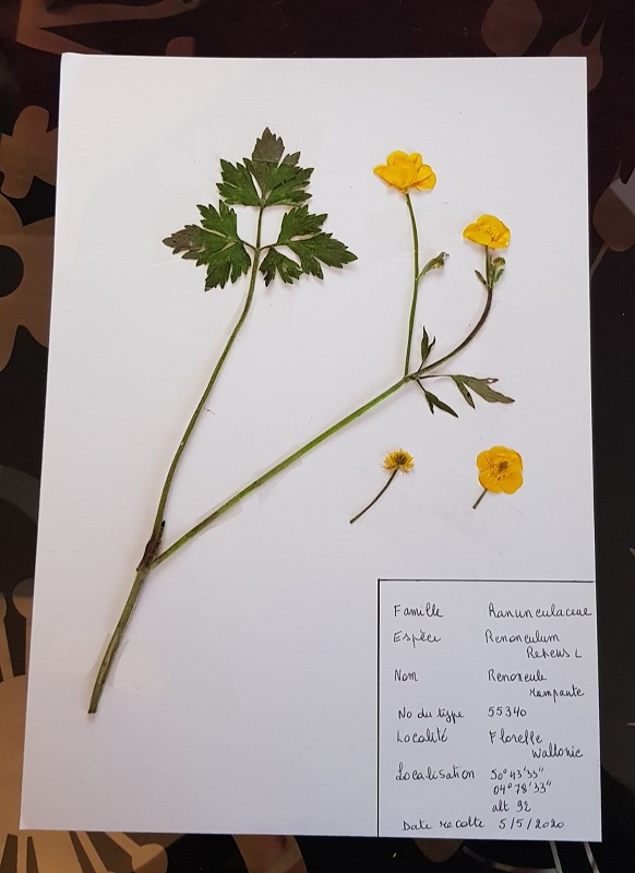 Annexe Herbier.jpg