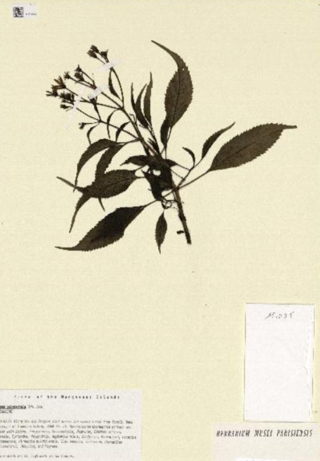 Annexe Bidens_bipontina.JPG