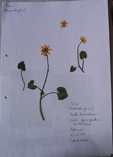 Annexe Capture d’écran 2020-05-06 à 21.01.52.png