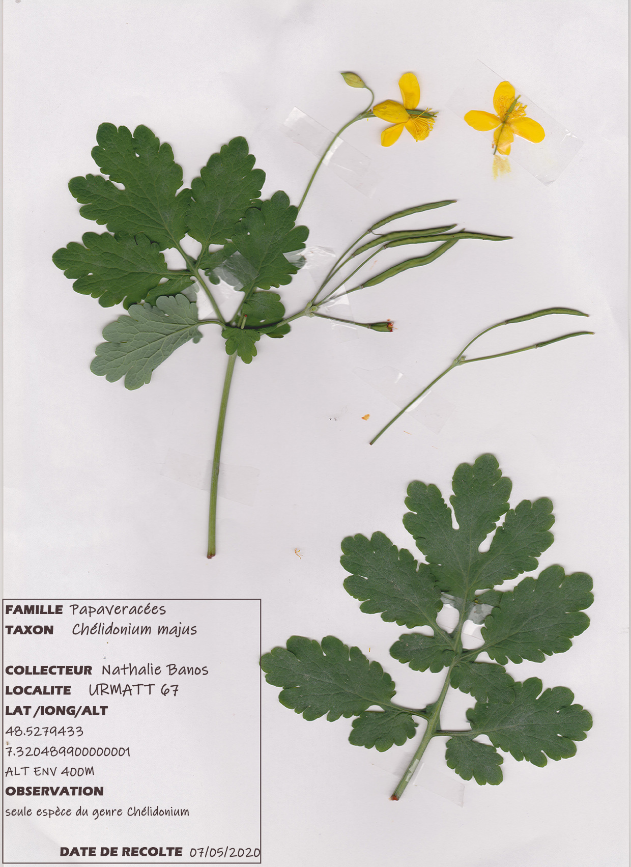 Annexe Chélidoine - Chélidonium majus 001.jpg