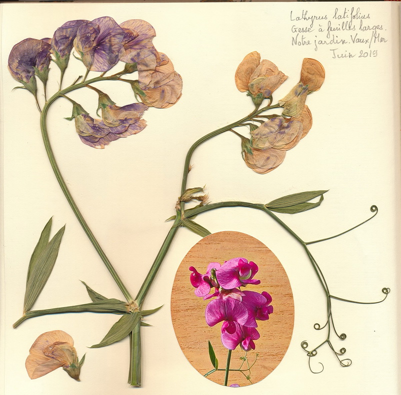 Annexe Gesse du jardin 1.jpg