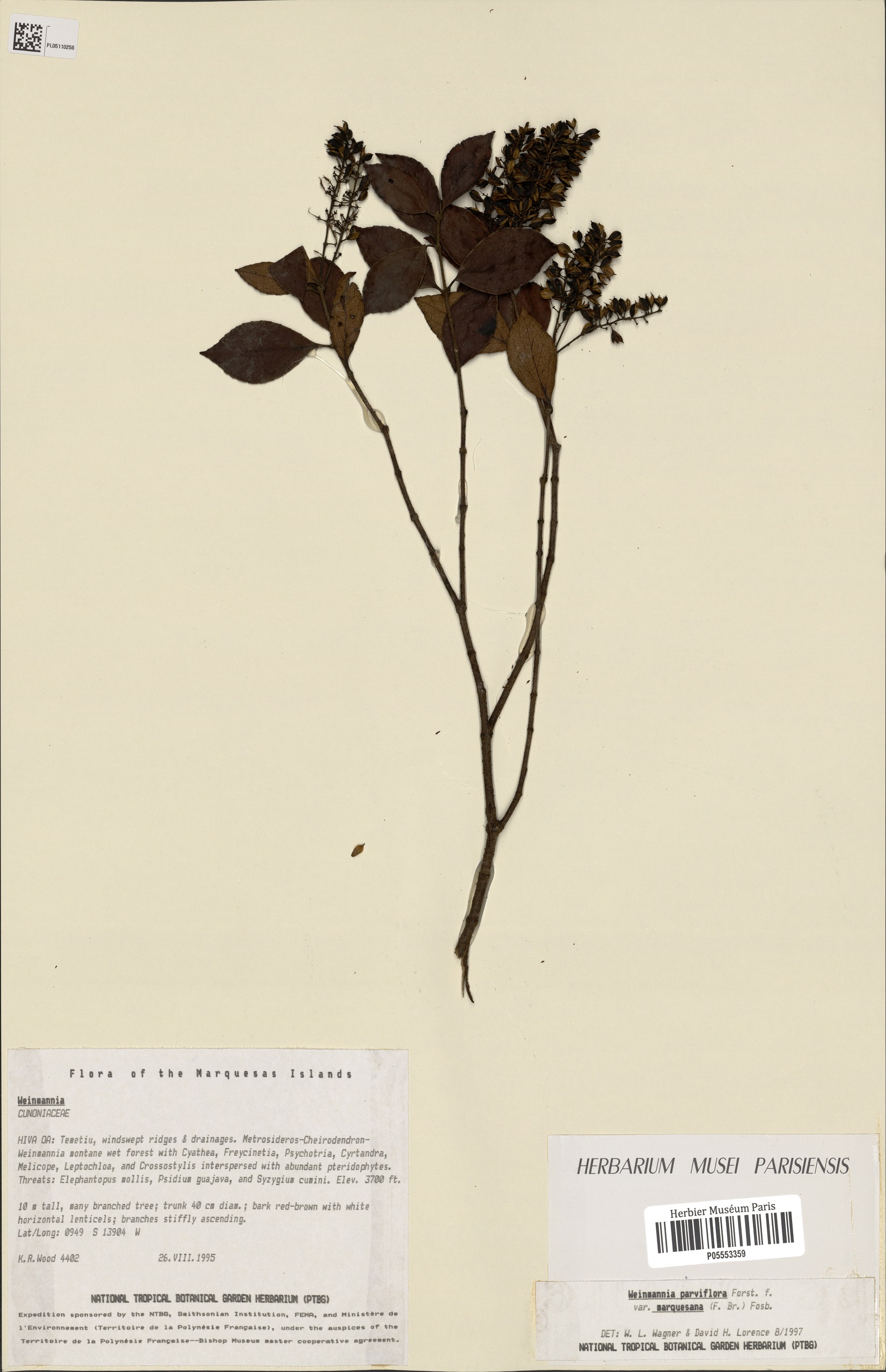 Annexe Weinwannia Parviflora1.jpg