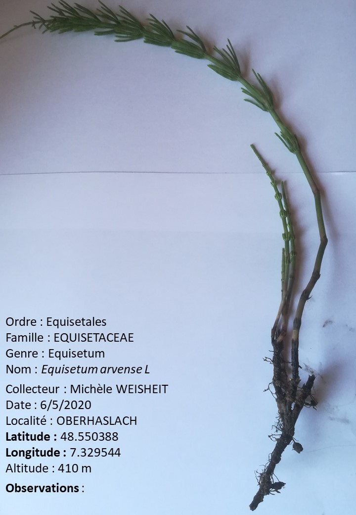 Annexe herbier.jpg