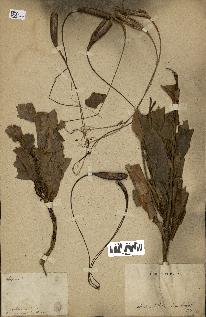 Annexe Lepinia taitensis.jpg