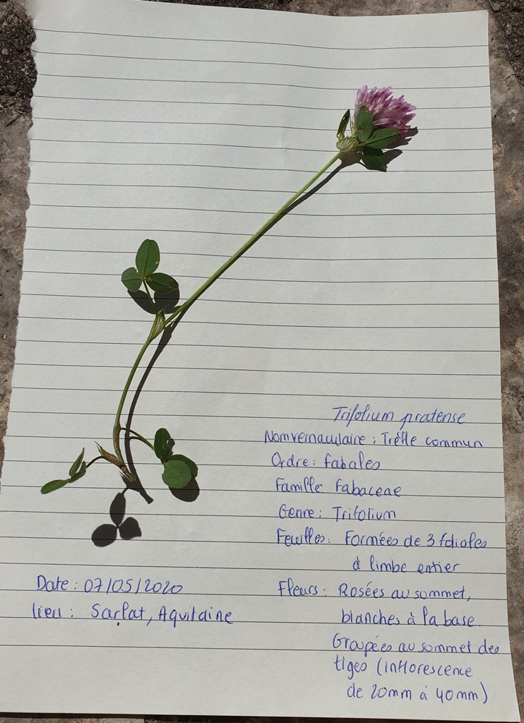 Annexe 20200507_151041.jpg