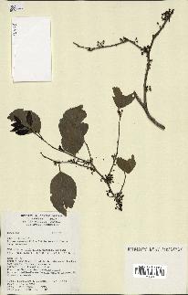 Annexe xylosma suaveolens.jpg