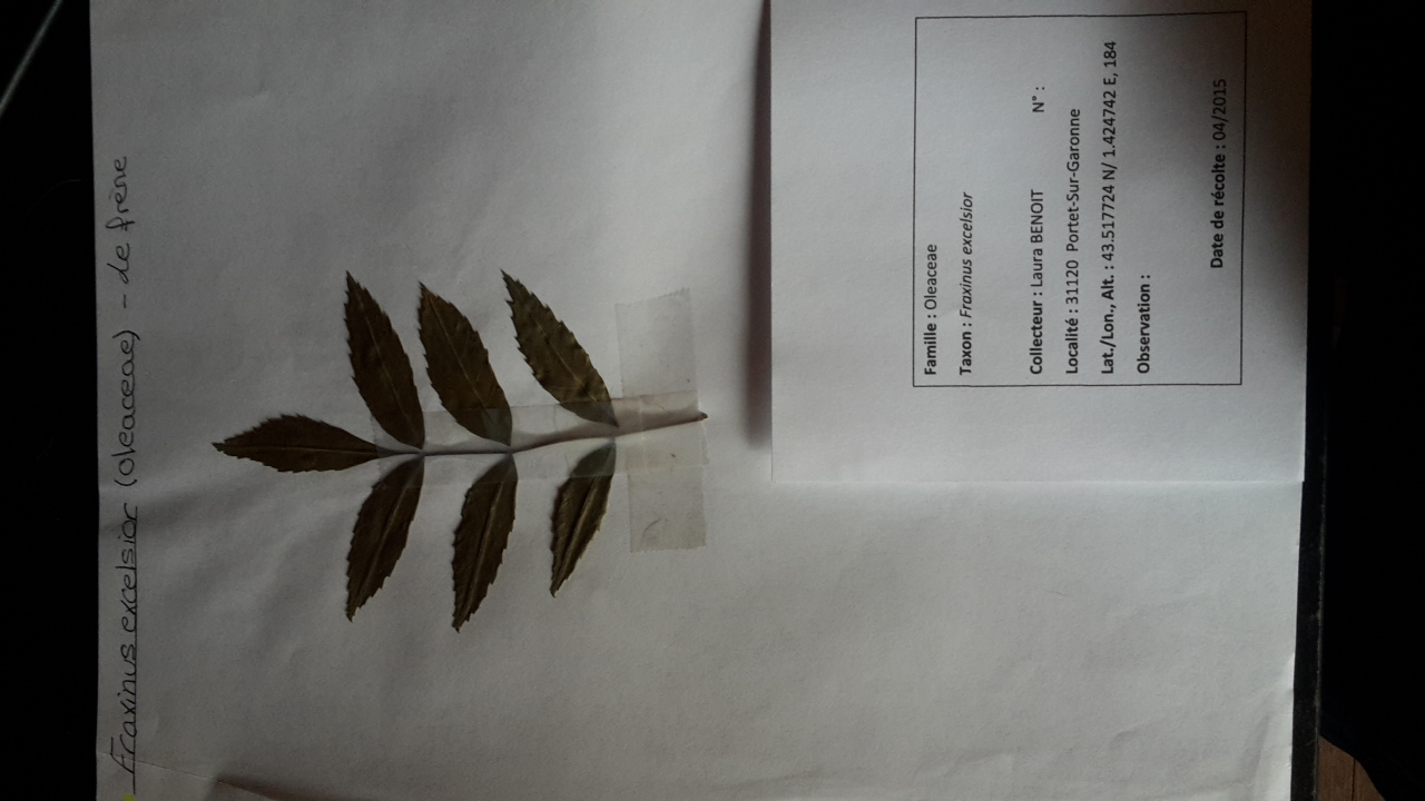 Annexe 20200507_164759.jpg