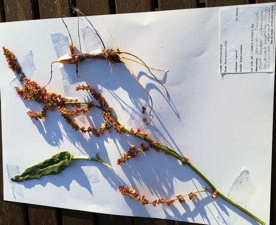 Annexe première page dherbier.jpg