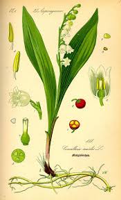 Annexe Muguet herbier.jpg