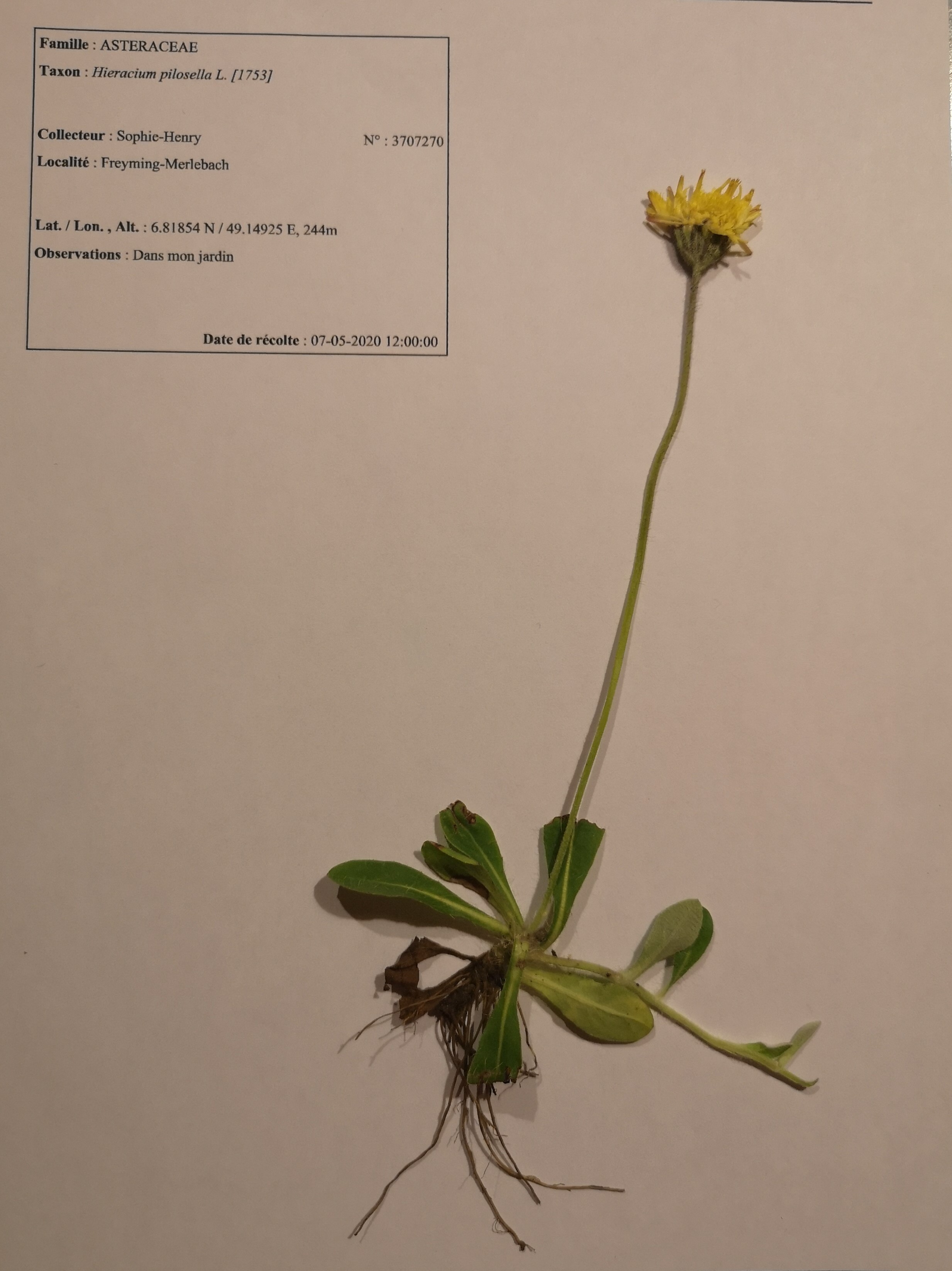 Annexe épervière piloselle - herbier.jpg