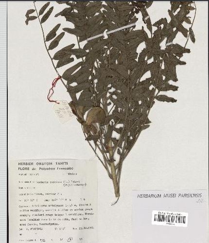 préservons la Polynésie française