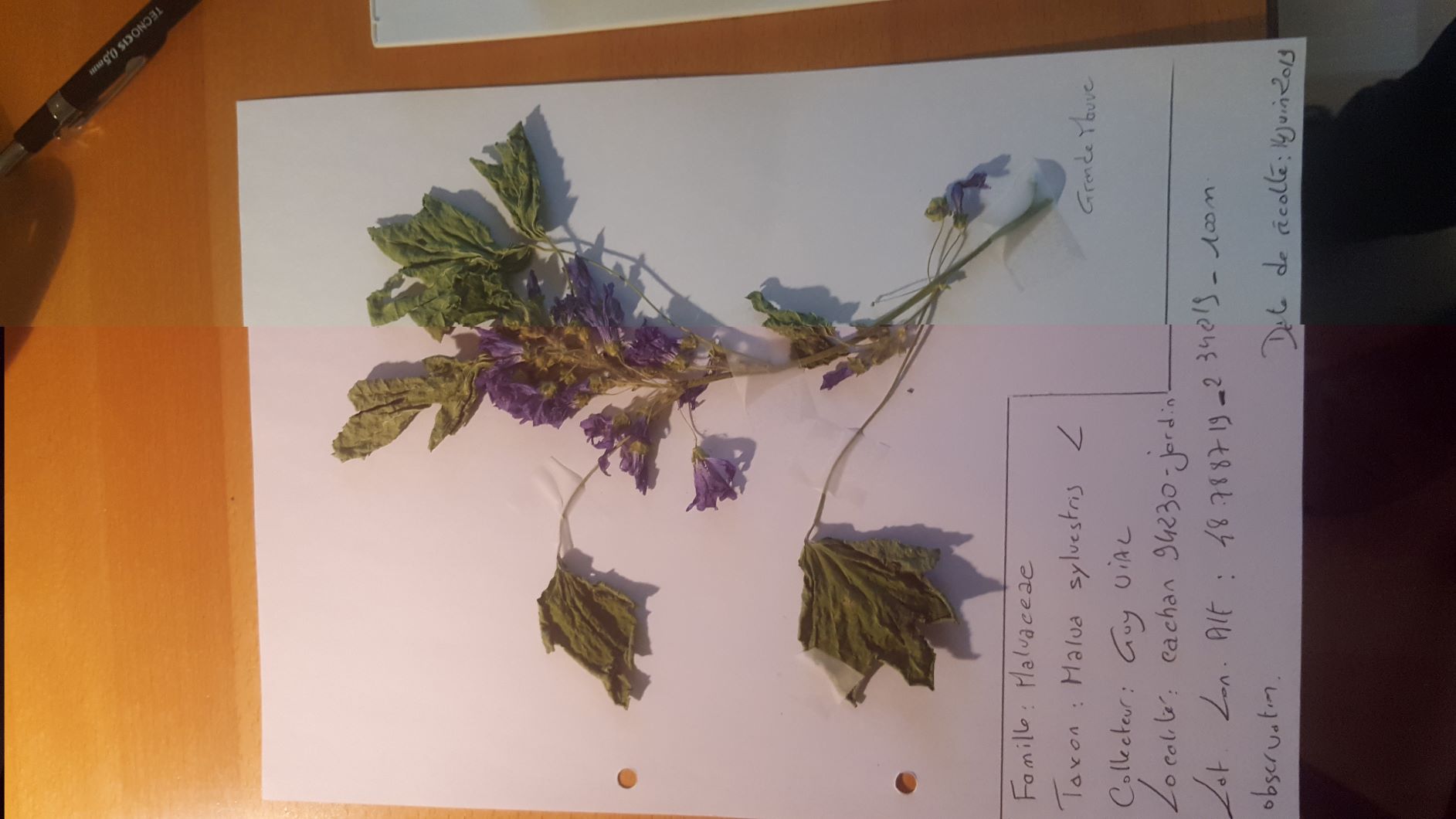 Herbier Grande Mauve
