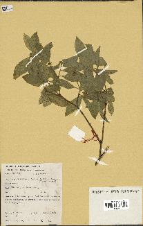 herbier