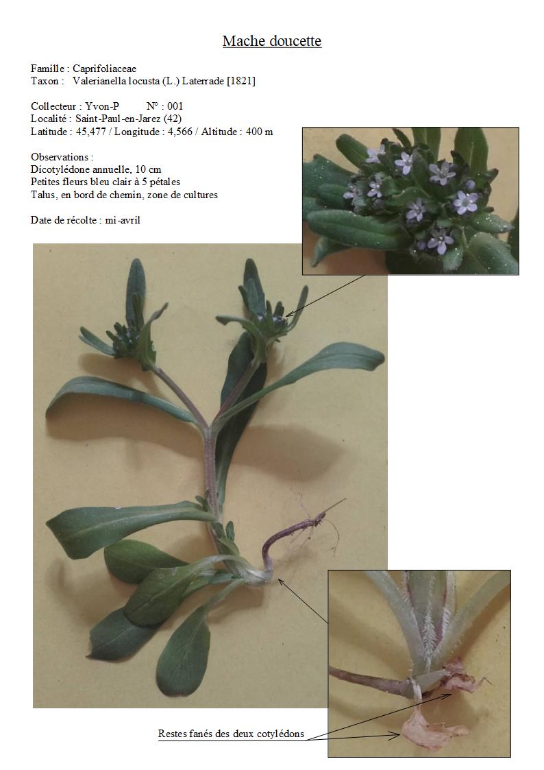 Valerianella locusta