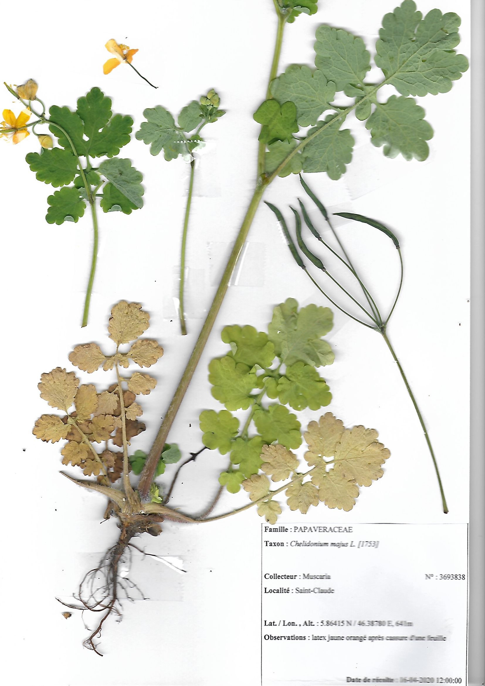 Noms vernaculaire herbe à verrues autre nom Grande Eclair,cette plante récoltée mesurait 50 cm, j' ai pu avoir des fruits ici au nombe de 5 appelés siliques