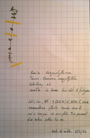 Sabline à feuille de serpolet