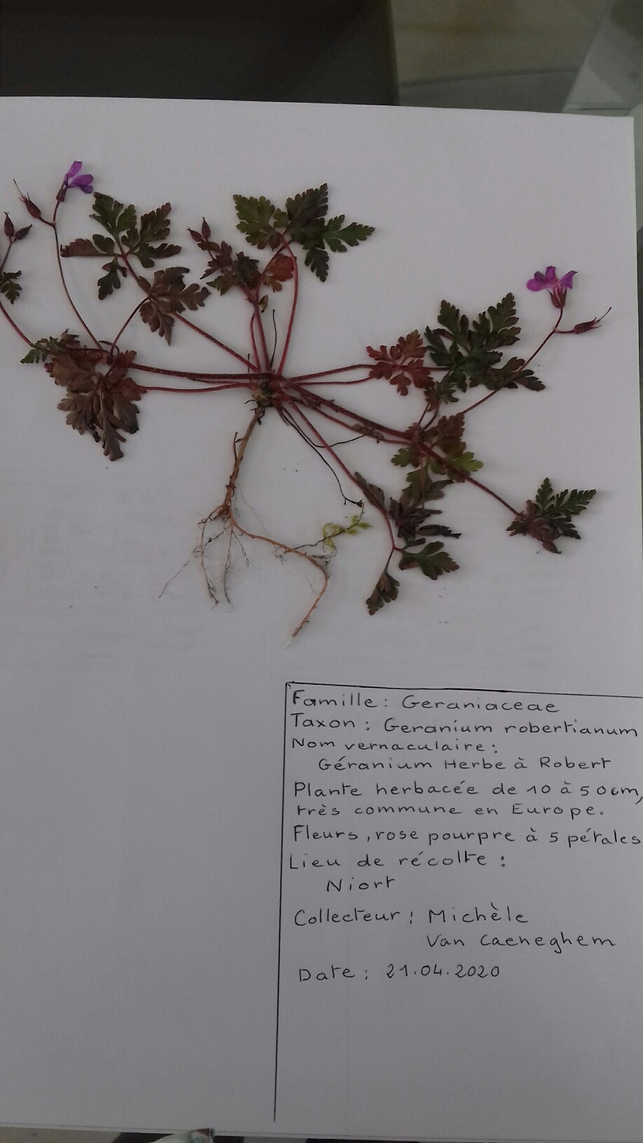 genarium herbe à Robert