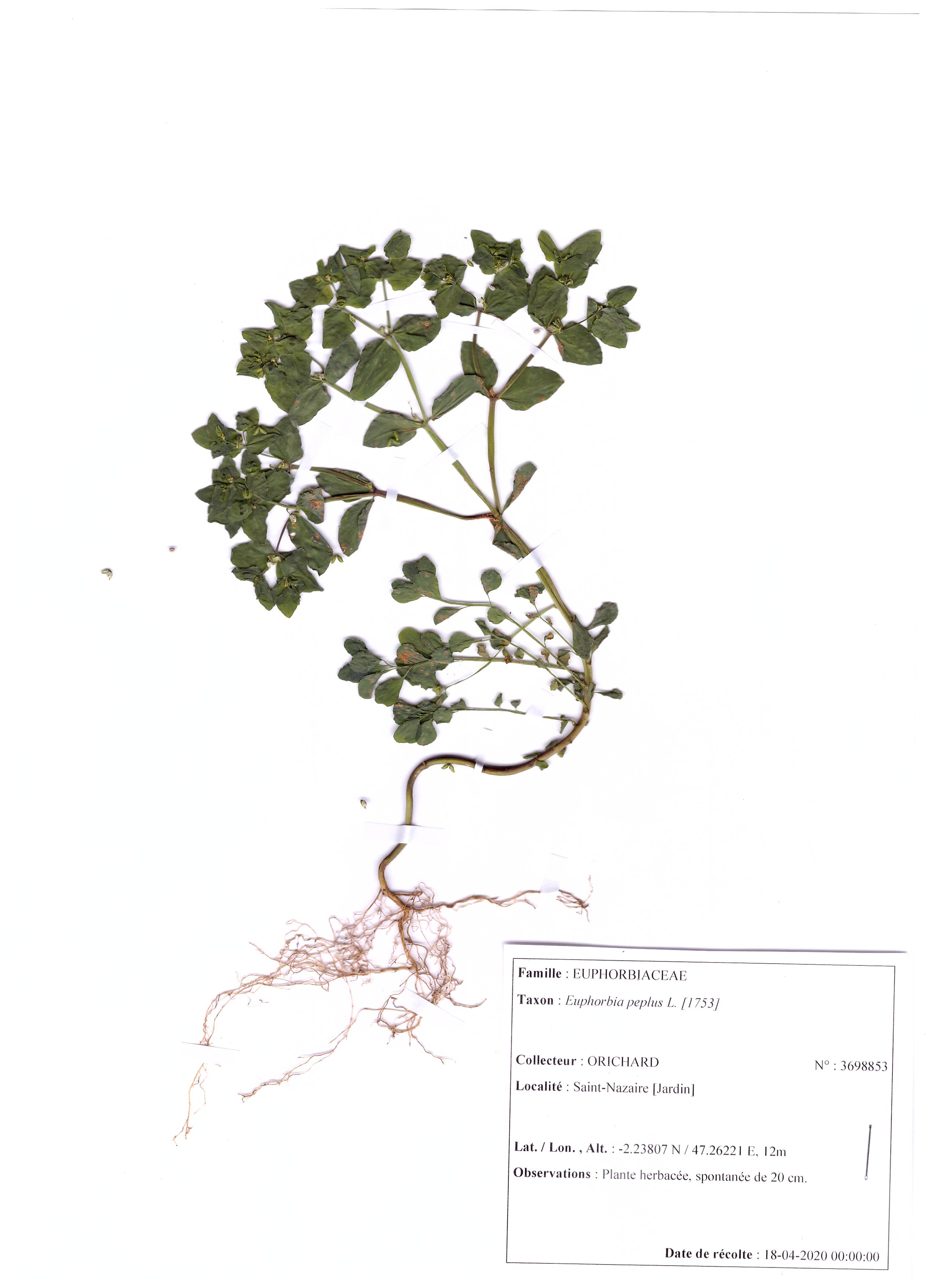 Euphorbe des jardins